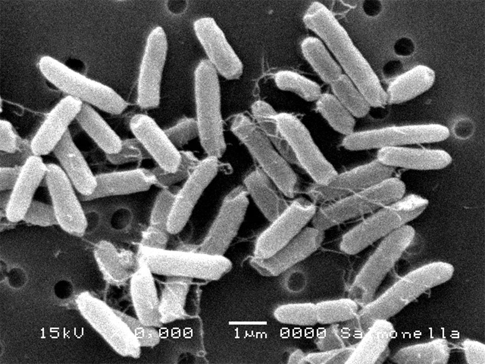 サニティシステム オゾン発生器 消臭 除菌 食中毒対策 感染症対策 コロナウイルス